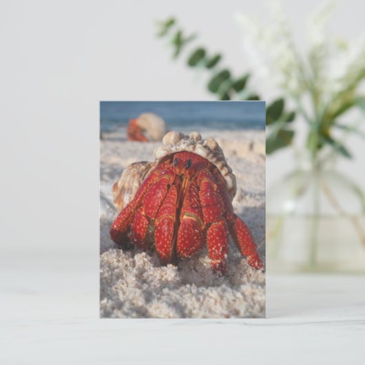 Hermit Crab Postkarte (Stehend Vorderseite)