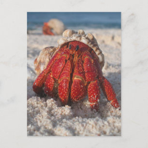 Hermit Crab Postkarte