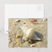 Hermit Crab Postkarte (Vorne/Hinten)