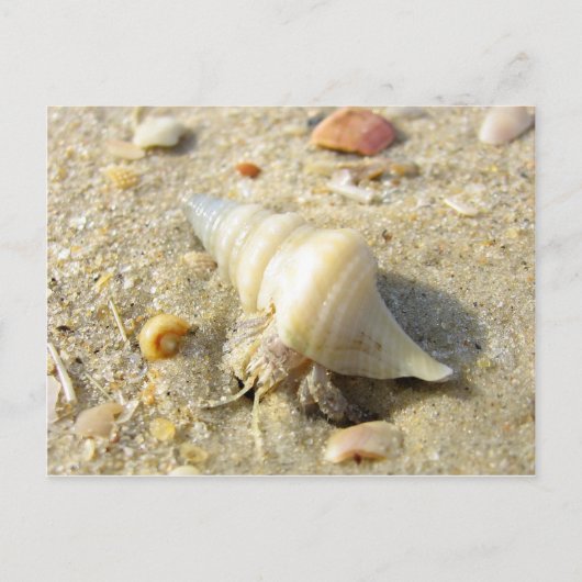 Hermit Crab Postkarte (Vorderseite)