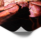 Hermit Crab Print Poster (Ecke)