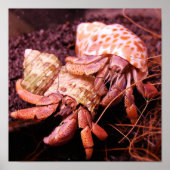 Hermit Crab Print Poster (Vorne)