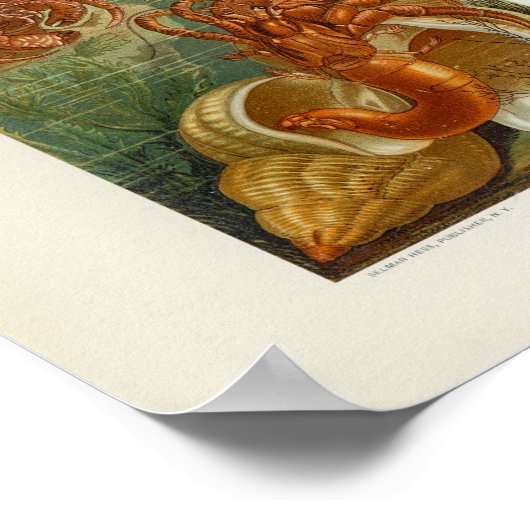 Hermit Crab Sea Anemone Marine Life Print Poster (Ecke)