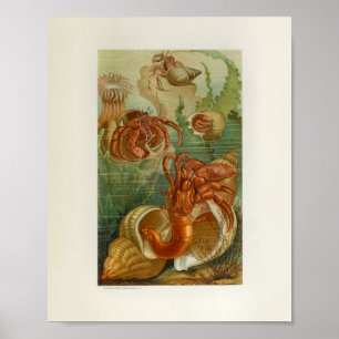 Hermit Crab Sea Anemone Marine Life Print Poster
