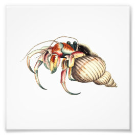 Hermit Crab Sea Ocean Beach Badezimmer Printwerbun Fotodruck