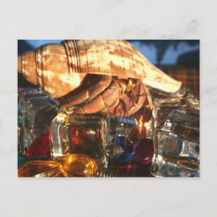 Hermit Crab über Eiskuben Postkarte