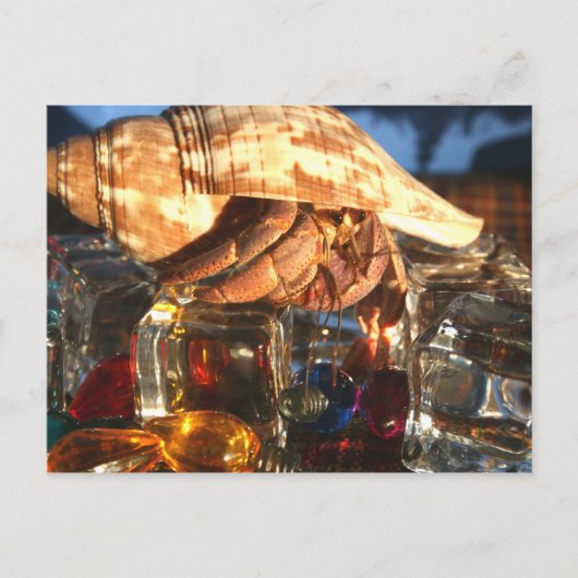 Hermit Crab über Eiskuben Postkarte (Vorderseite)