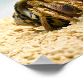 Hermit Krabbe mit Blick auf größere Muschel Poster (Ecke)