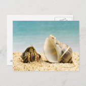 Hermit Krabbe mit Blick auf größere Muschel Postkarte (Vorne/Hinten)