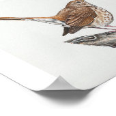 Hermit Thrush Art Print Poster (Ecke)