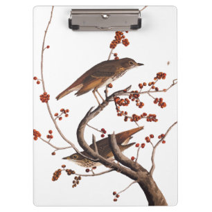 Hermit Thrush Audubon Bird mit Red Berries Klemmbrett