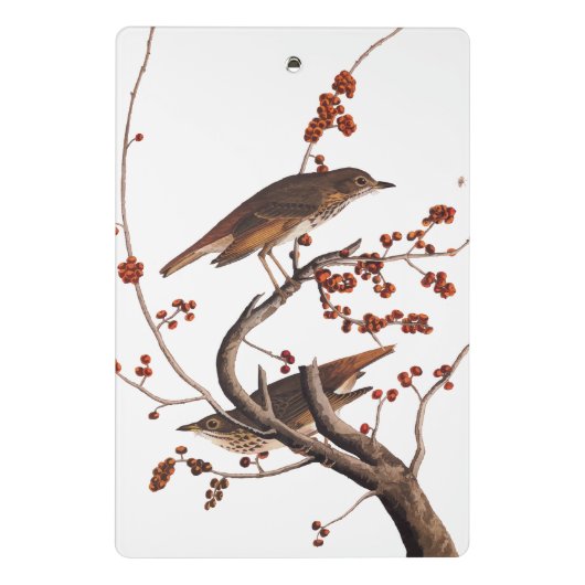 Hermit Thrush Audubon Bird mit Red Berries Mini Klemmbrett (Rückseite)