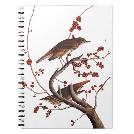 Hermit Thrush Audubon Bird mit Red Berries Notizblock (Vorderseite)