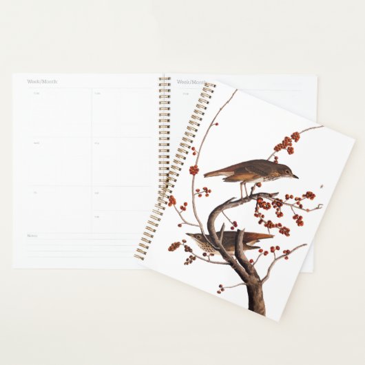 Hermit Thrush Audubon Bird mit Red Berries Planer (Anzeige)
