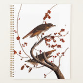 Hermit Thrush Audubon Bird mit Red Berries Planer (Vorderseite)