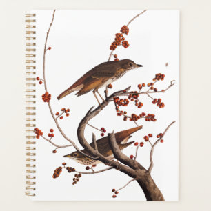 Hermit Thrush Audubon Bird mit Red Berries Planer