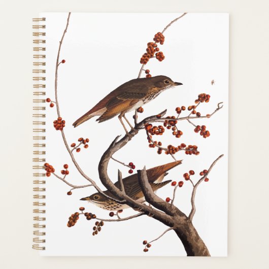 Hermit Thrush Audubon Bird mit Red Berries Planer (Vorderseite)