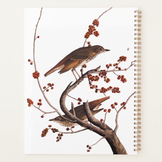 Hermit Thrush Audubon Bird mit Red Berries Planer (Rückseite)
