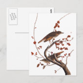 Hermit Thrush Audubon Bird mit Red Berries Postkarte (Vorne/Hinten)