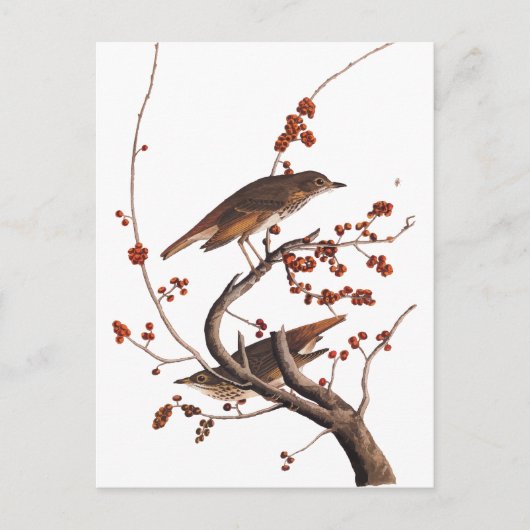 Hermit Thrush Audubon Bird mit Red Berries Postkarte (Vorderseite)