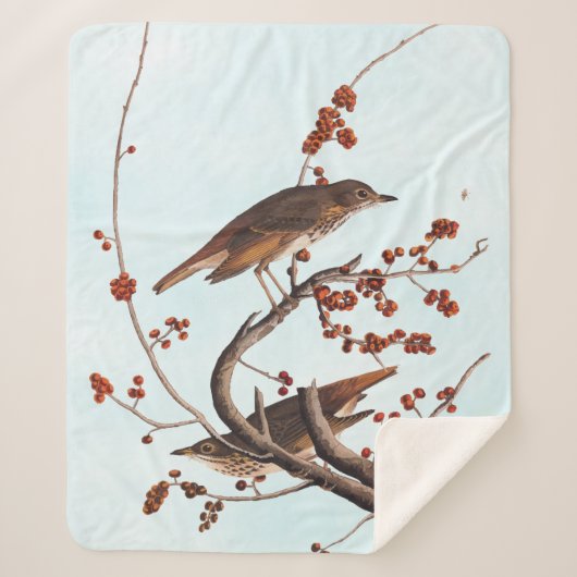 Hermit Thrush Audubon Bird mit Red Berries Sherpadecke (Vorderseite)