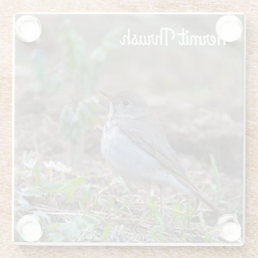 Hermit Thrush Glasuntersetzer (Rückseite)