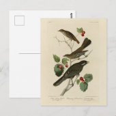 Hermit Thrush, Graue Jay Audubons Vögel von Amerik Postkarte (Vorne/Hinten)