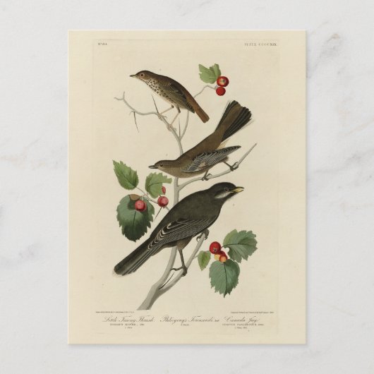 Hermit Thrush, Graue Jay Audubons Vögel von Amerik Postkarte (Vorderseite)