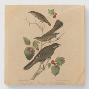 Hermit Thrush, Graue Jay Audubons Vögel von Amerik Steinuntersetzer