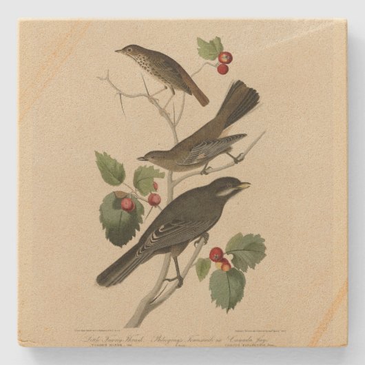 Hermit Thrush, Graue Jay Audubons Vögel von Amerik Steinuntersetzer (Vorderseite)