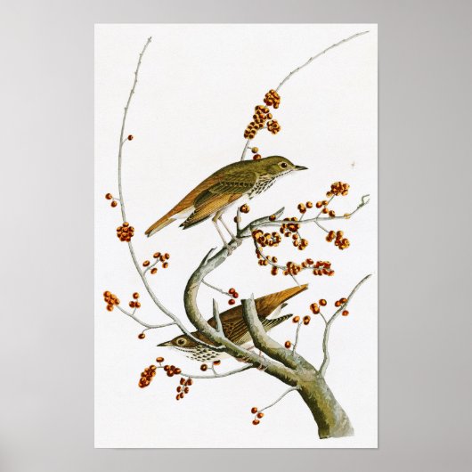 Hermit Thrush John James Audubon Birds of America Poster (Vorne)