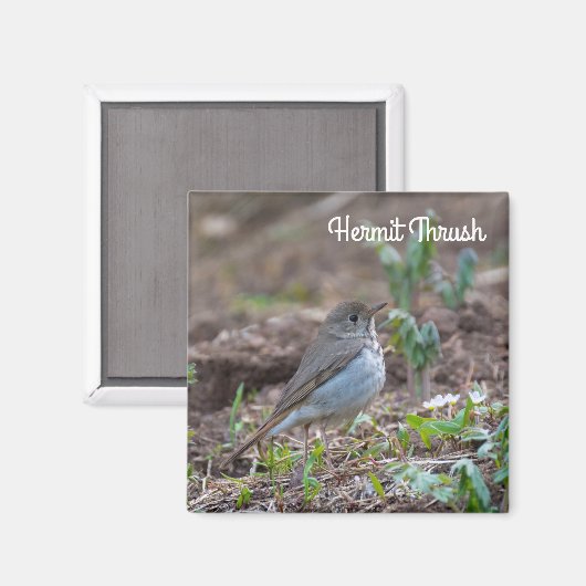 Hermit Thrush Magnet (Vorderseite/Rückseite)