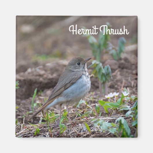 Hermit Thrush Magnet (Vorne)