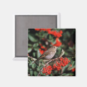Hermit Thrush Magnet (Vorderseite/Rückseite)