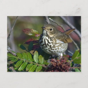 Hermit Thrush Postcard Postkarte