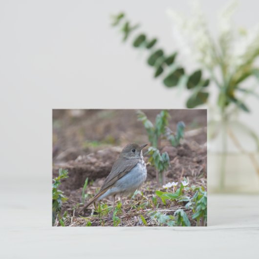 Hermit Thrush Postkarte (Stehend Vorderseite)