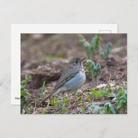 Hermit Thrush Postkarte (Vorne/Hinten)