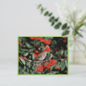 Hermit Thrush Postkarte (Stehend Vorderseite)