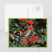 Hermit Thrush Postkarte (Vorne/Hinten)