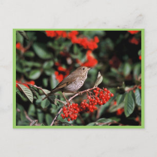 Hermit Thrush Postkarte