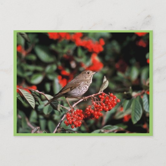 Hermit Thrush Postkarte (Vorderseite)
