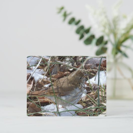 Hermit Thrush Postkarte (Stehend Vorderseite)
