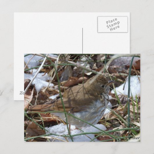 Hermit Thrush Postkarte (Vorne/Hinten)
