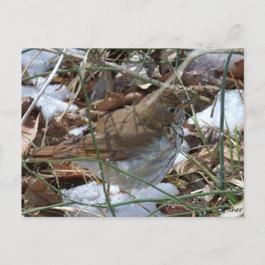 Hermit Thrush Postkarte (Vorderseite)