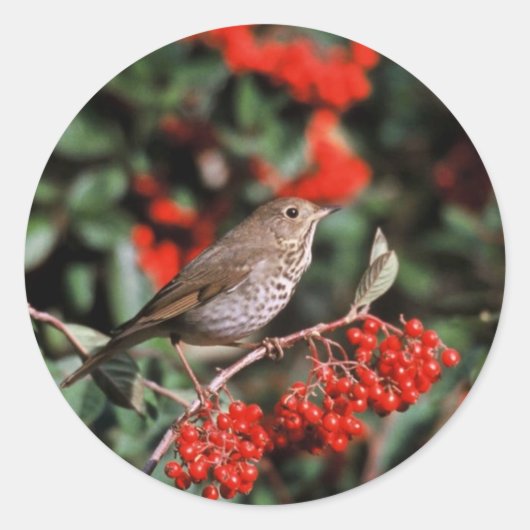 Hermit Thrush Runder Aufkleber (Vorderseite)