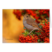 Hermit Thrush Songbird am Scarlet Firethorn (Vorderseite (Horizontal))