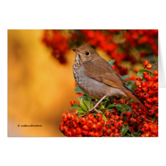 Hermit Thrush Songbird am Scarlet Firethorn (Vorderseite (Horizontal))