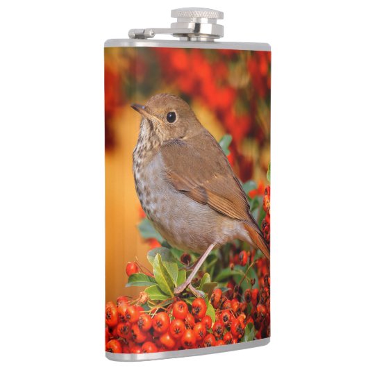 Hermit Thrush Songbird am Scarlet Firethorn Flachmann (Rechts)