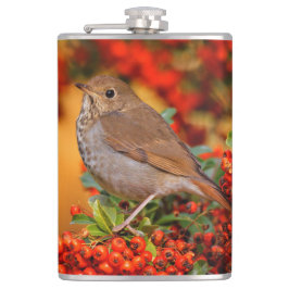 Hermit Thrush Songbird am Scarlet Firethorn Flachmann