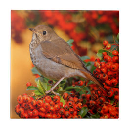 Hermit Thrush Songbird am Scarlet Firethorn Fliese